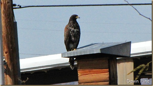 sweetwater wetlands_182