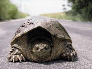 Alligator Snapping Turtle Front View