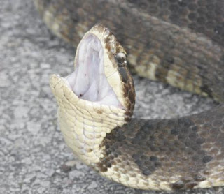 Agitated water moccasin on the Bolivar Peninsula