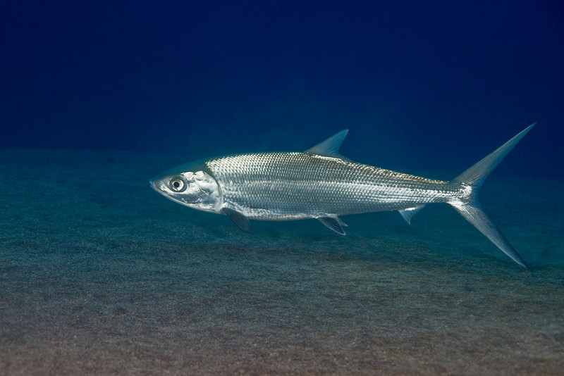 Sekilas Tentang Ikan Bandeng - IKANTANI