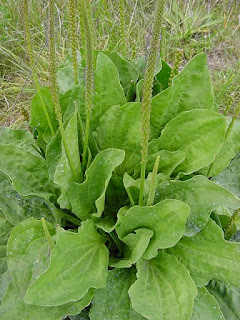 Plantain majeur - Plantago major