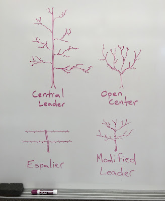 4 Common Fruit Tree Pruning Forms