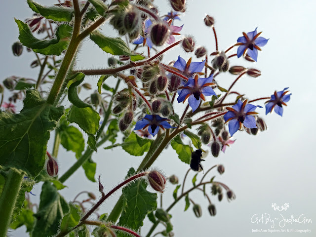 Borage & Bees 21 Photo Prints