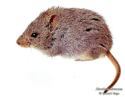 Olive grass Mouse