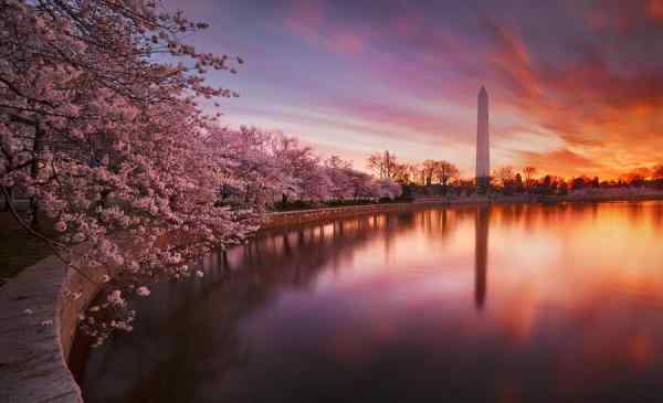 Cherry Blossom Bloom