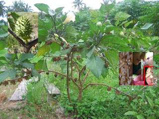 khasiat pohon kecubung obat