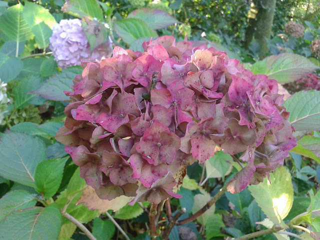 Hydrangeas Stourhead Gardens