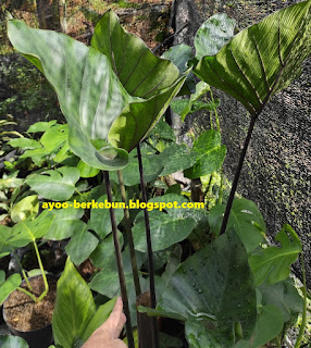 colocasia tea cup