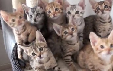 Youtube癒し系猫動画まとめ ヒョウ柄の猫 耳がウサギみたいで大きいオシキャット Ocicat の子猫達