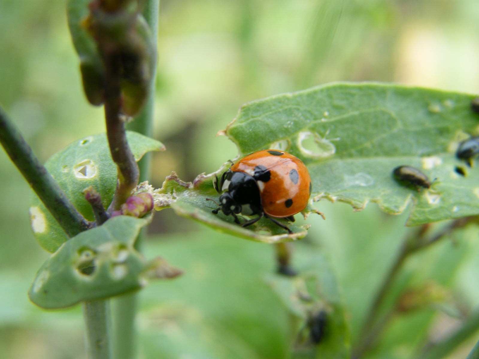lone Ladybird wandering around on the plot. These are such happy 