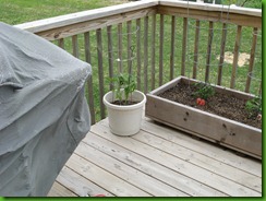 Early Girl tomato pot