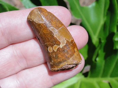 Dinosaur tooth / teeth for sale