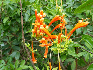 Pyrostegia venusta - Liane aurore - Liane de feu - Liane corail