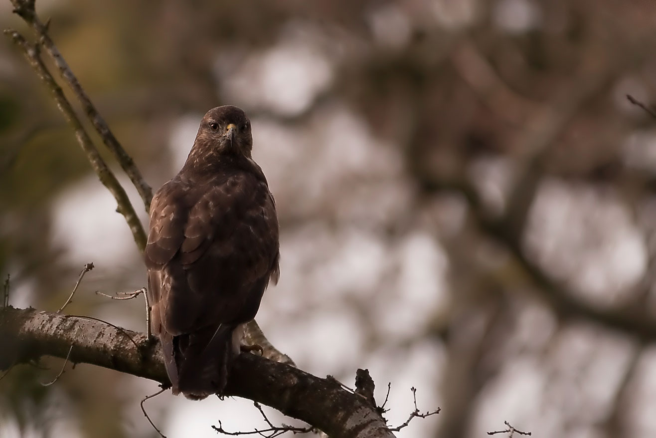 Cock of the Rock: Pheasants and Buzzards: Pt 2