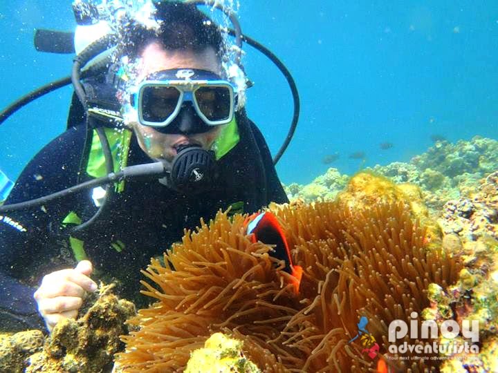 Diving Spots in the Philippines  Pinoy Adventurista  Top 