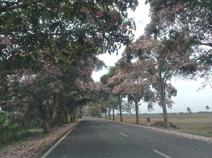  GAMBAR  Keindahan Musim Bunga  Sakura  di Kedah Hampa Tak 