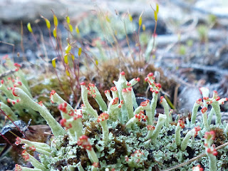 Cladonie soldats britanniques - Cladonia cristatella 