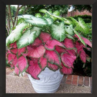 Caladiums