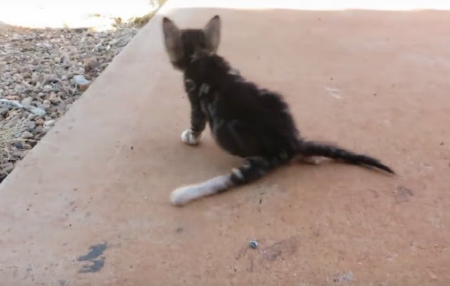 Broken kitten shaking in fear, abused by owners who swung her by the tail, becomes a living ‘miracle’