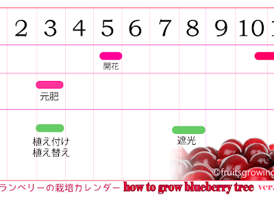 [最も選択された] リンゴンベリー 育て方 946436-リンゴンベリー 育て方