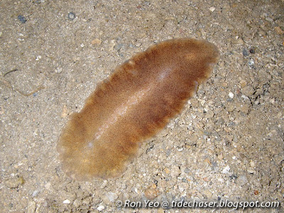 flatworm