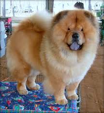 Chow chow
