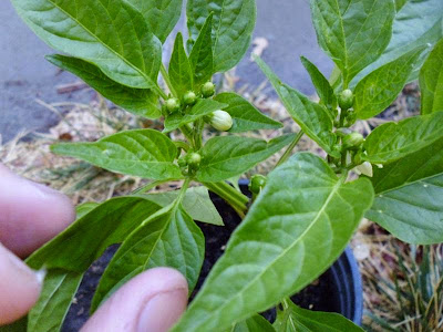 Flowers on pepper plant