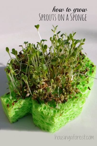 http://www.housingaforest.com/shamrock-sprouts/