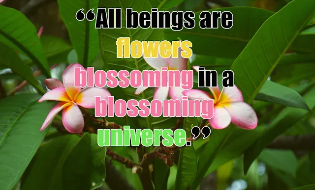 Quotes about flowers blooming