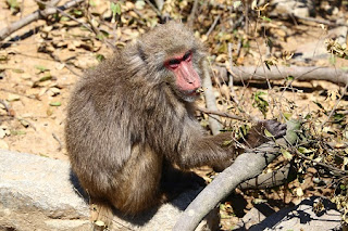 Japanese Macaque