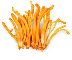 Cordyceps Mushroom Pure Culture Supplier Company in Saint Vincent and the Grenadines