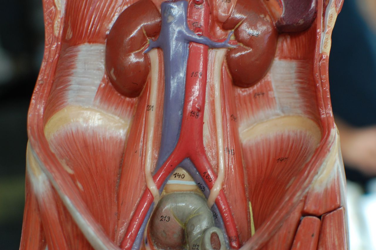 Human Anatomy Lab: Muscles of the Torso