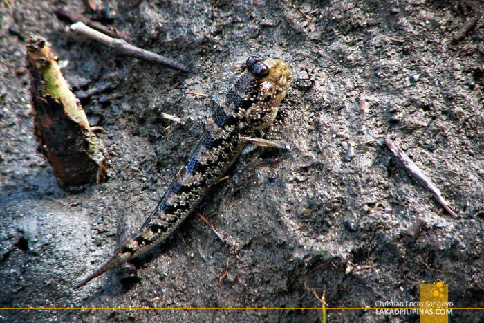 A Curious Fish at Kalibo's Bakhawan Eco Park