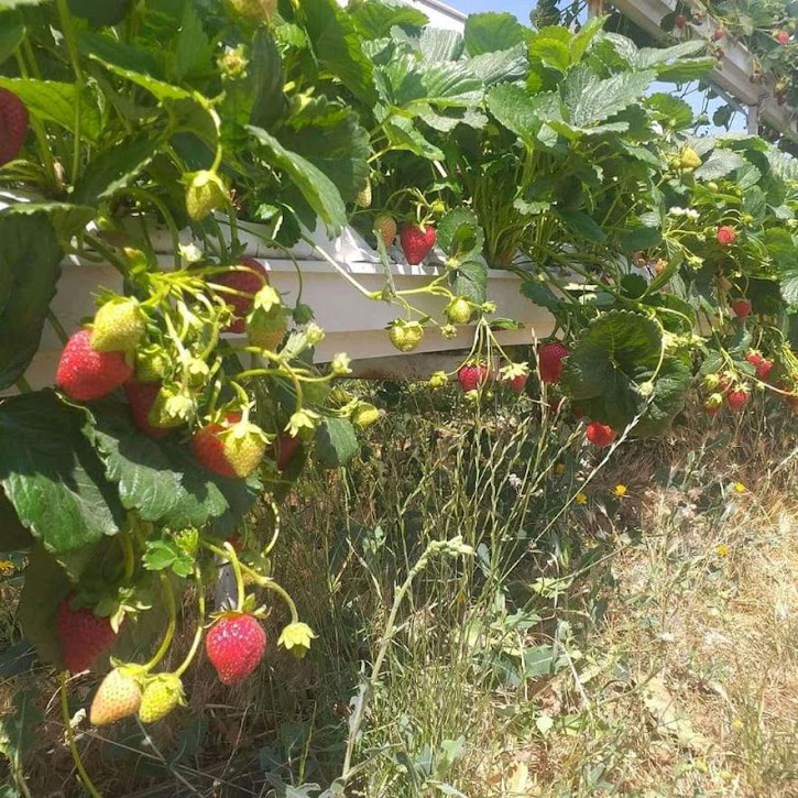 Strawberry Sachinoka Pagaralam