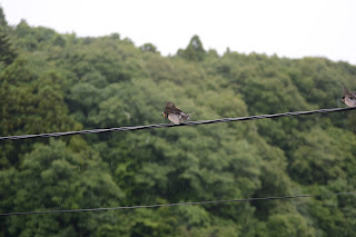 雨の中ツバメが巣立つ