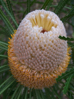 Australian Honeysuckle Flowers, Banksia Flowers, Banksia Hookeriana Flowers, Subtropical Flowers, Shrub Flowers