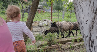 Rosie watches the sheep