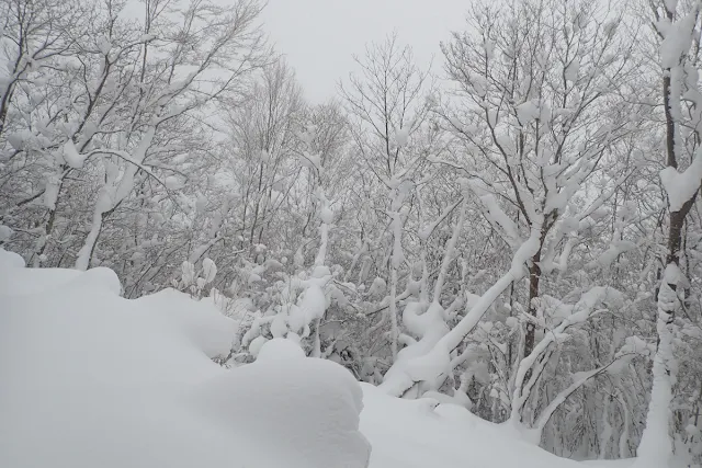 四国とは思えない積雪
