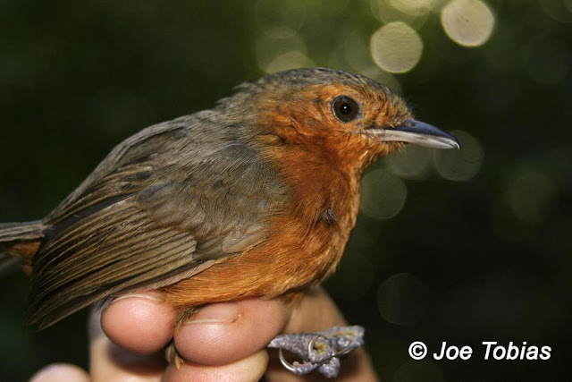 Antbirds wallpaper,Antbird images,Antbird picture,Antbird photo,Flying antbird,Antbirds,Colourful antbird,