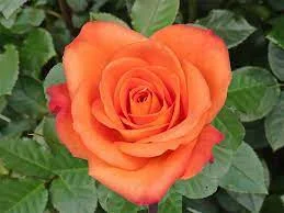 Pictures of coral roses - Pictures of 20 colored roses - Pictures of 20 colored roses - NeotericIT.com