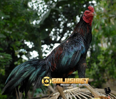 https://www.solusibet.com/sabung-ayam-online.htm