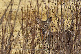 White Tailed Deer in Custer State Park by Dakota Visions Photography LLC