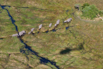 chiefs island, okavango delta, isak pretorius, photographic workshop, photographic safari, 