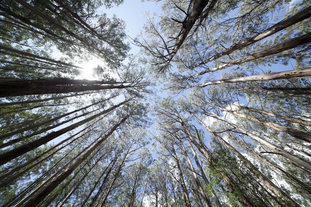 eucalyptus-mountain-ash-6