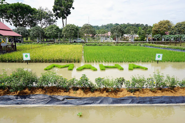 MAHA 2018 : Tarikan Kampung Pulau Pisang Oleh MADA