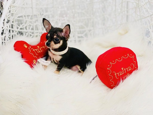 Applehead Teacup Chihuahua Puppies For Sale Near Me