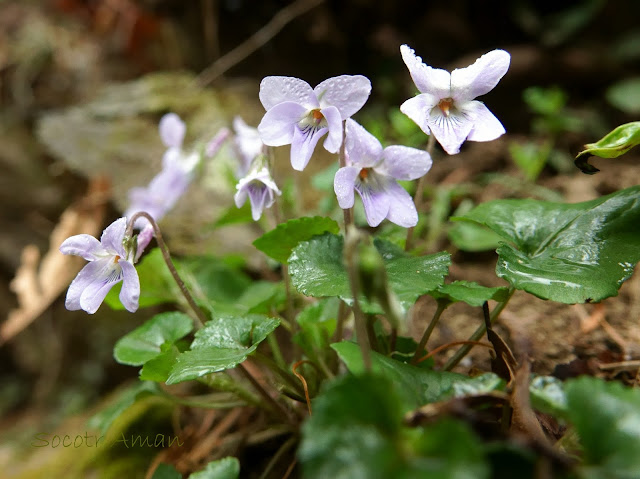 Viola grypoceras