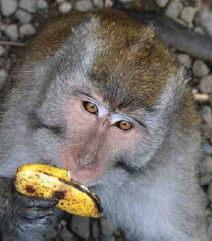 Jenis Hewan Berdasarkan Makanannya