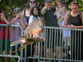 NYC Raptor Fest 2022