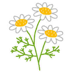 chamomile